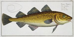 Cod (Gadus Morhua) plate LXIV from 